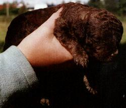 Dios, Spaanse Waterhond reu als pup van 2 weken