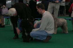 Spaanse Waterhond teef Shira op show, hier betast de keurmeester haar