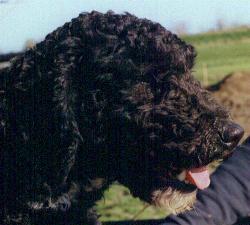 Spaanse Waterhond teef, Sirra, 2 maanden na het scheren.