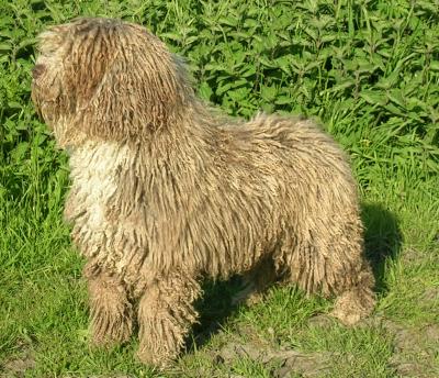 Yerba del Pipa Casita, Spaanse Waterhond en moeder van Shira en Chico