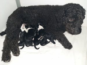 pups-Misty-3-dgn
